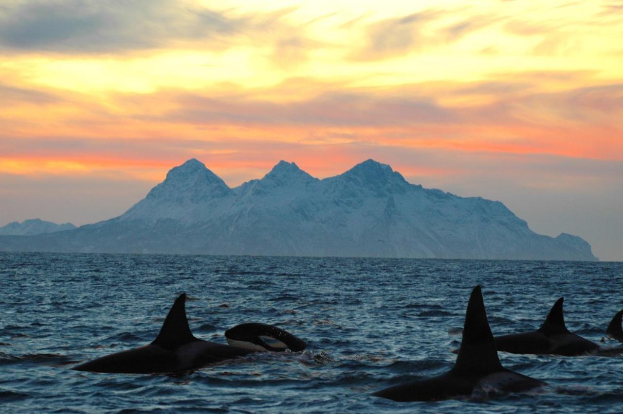 Kvalvika Retreat - Lofoten ليكنيز المظهر الخارجي الصورة
